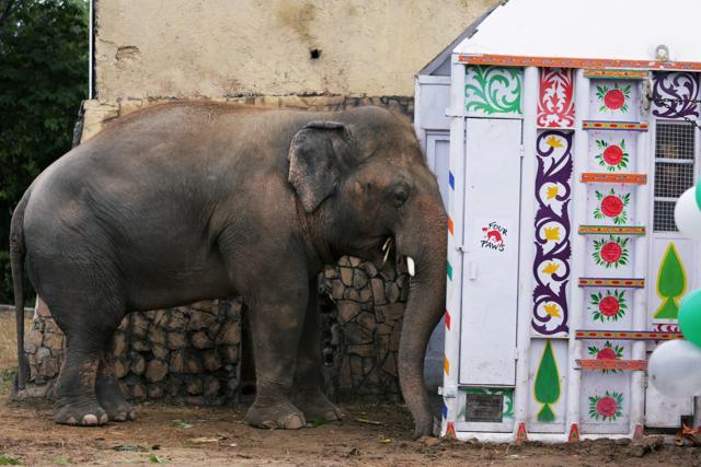 Kaavan, an elephant waiting to be transported to a sanctuary in Cambodia, is seen beside a crate during a farewell ceremony at the Marghazar Zoo in Islamabad, Pakistan. (REUTERS) Kaavan, an elephant waiting to be transported to a sanctuary in Cambodia, is seen beside a crate during a farewell ceremony at the Marghazar Zoo in Islamabad, Pakistan. (REUTERS)
