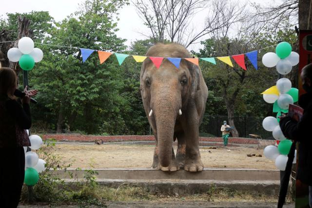Kaavan, an elephant waiting to be transported to a sanctuary in Cambodia, is seen during a farewell ceremony at the Marghazar Zoo in Islamabad, Pakistan. (REUTERS) Kaavan, an elephant waiting to be transported to a sanctuary in Cambodia, is seen during a farewell ceremony at the Marghazar Zoo in Islamabad, Pakistan. (REUTERS)