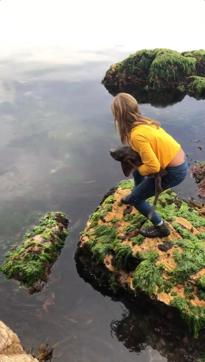 Billie Rea, 11, carries a draughtboard shark across rocks before releasing it in deeper waters, after rescuing it when it was trapped in shallow waters by an outgoing tide, near Kingston Beach, in Tasmania, Australia. ( REUTERS) Billie Rea, 11, carries a draughtboard shark across rocks before releasing it in deeper waters, after rescuing it when it was trapped in shallow waters by an outgoing tide, near Kingston Beach, in Tasmania, Australia. ( REUTERS)
