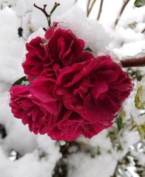 Roses brave the deep snows. (Photo: Atheist Deepak) Roses brave the deep snows. (Photo: Atheist Deepak)
