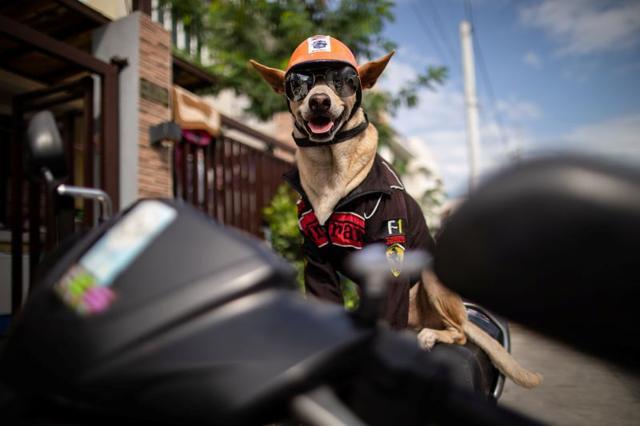 Bogie, the pet dog of motorcycle enthusiast Gilbert Delos Reyes, wearing shades and a helmet sits on his owner's motorcycle, in Imus, Cavite, Philippines. (REUTERS)