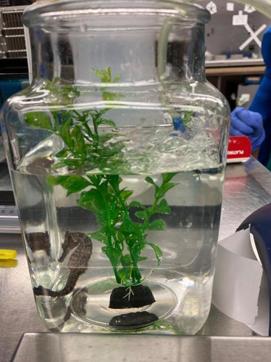In this undated photo provided by the University of Florida College of Veterinary Medicine, Louie, a black and silver seahorse, swims in a temporary tank at the University of Florida in Gainesville, Fla. In September, its owner Carol Benge, noticed that the seahorse was having trouble swimming. She took him to the University of Florida veterinary school where they diagnosed it with Gas Bubble Disease. The seahorse was placed in a hyperbaric chamber, and with one treatment, Louie was cured. (AP) In this undated photo provided by the University of Florida College of Veterinary Medicine, Louie, a black and silver seahorse, swims in a temporary tank at the University of Florida in Gainesville, Fla. In September, its owner Carol Benge, noticed that the seahorse was having trouble swimming. She took him to the University of Florida veterinary school where they diagnosed it with Gas Bubble Disease. The seahorse was placed in a hyperbaric chamber, and with one treatment, Louie was cured. (AP)