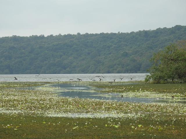 Dhamapur Lake in Maharashtra’s Sindhudurg district. (Photo: Sindhudurg Wetland Brief Documentation Committee) Dhamapur Lake in Maharashtra’s Sindhudurg district. (Photo: Sindhudurg Wetland Brief Documentation Committee)