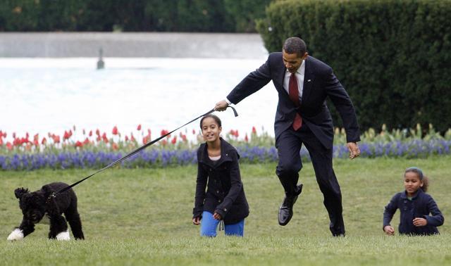 FILE - In this April 14, 2009, file photo President Barack Obama is almost jerked off his feet as he shows off their new dog Bo, a 6-month-old Portuguese water dog with his daughters Malia, left, and Sasha Obama, right, on the South Lawn of the White House in Washington. (AP) FILE - In this April 14, 2009, file photo President Barack Obama is almost jerked off his feet as he shows off their new dog Bo, a 6-month-old Portuguese water dog with his daughters Malia, left, and Sasha Obama, right, on the South Lawn of the White House in Washington. (AP)