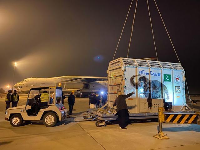 A man gestures next to a crate carrying Kaavan, an elephant to be transported to a sanctuary in Cambodia, at the Islamabad International Airport in Islamabad, Pakistan. (REUTERS) A man gestures next to a crate carrying Kaavan, an elephant to be transported to a sanctuary in Cambodia, at the Islamabad International Airport in Islamabad, Pakistan. (REUTERS)