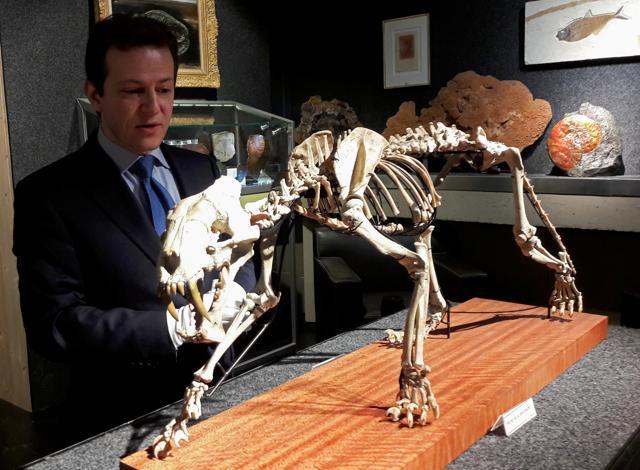 Bernard Piguet, director and auctioneer of Piguet Auction House stands beside the skeleton. (REUTERS) Bernard Piguet, director and auctioneer of Piguet Auction House stands beside the skeleton. (REUTERS)