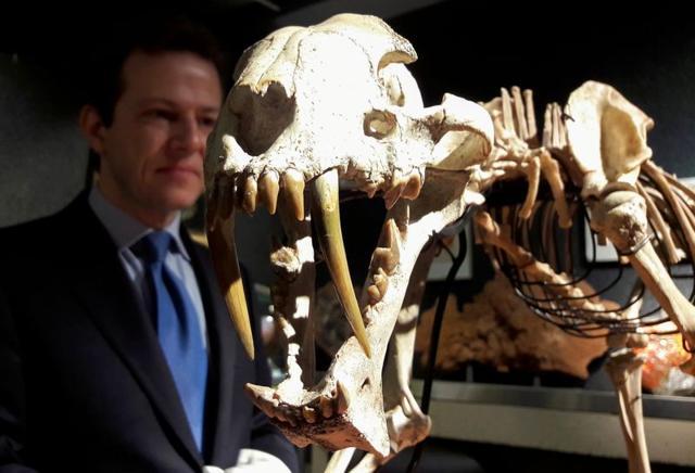 The image shows the skeleton of a 37 million year-old saber-toothed tiger. (REUTERS) The image shows the skeleton of a 37 million year-old saber-toothed tiger. (REUTERS)