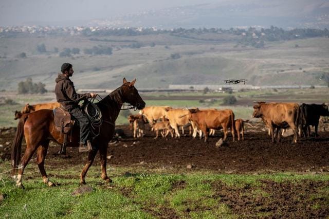 Ranger Shoham Saginur, rides a horse as he works with Israeli firm, BeeFree Agro. (REUTERS)