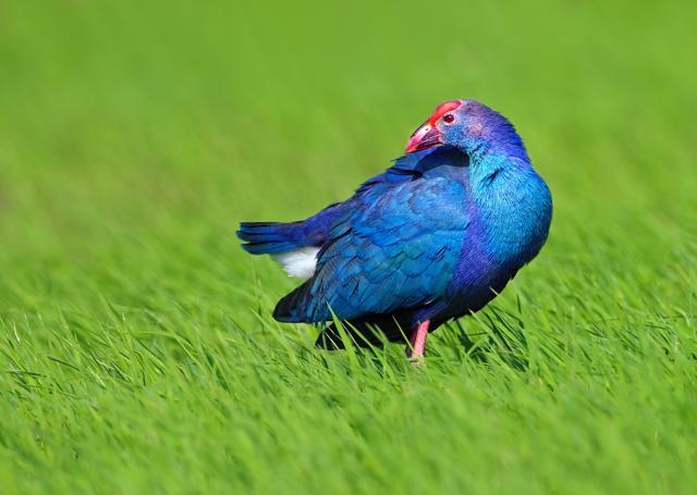 The beautiful purple swamphen was among the many species tracked, counted and mapped in Kerala for Asia’s first state-level bird atlas. (IMAGE COURTESY DILEEP ANTHIKKAD) The beautiful purple swamphen was among the many species tracked, counted and mapped in Kerala for Asia’s first state-level bird atlas. (IMAGE COURTESY DILEEP ANTHIKKAD)
