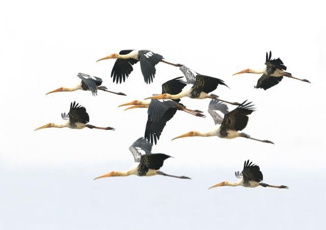 To better understand the migration patterns, numbers and distinctive characteristics of the painted stork, check out the interactive maps produced by the Kerala Bird Atlas. (IMAGE COURTESY DILEEP ANTHIKKAD) To better understand the migration patterns, numbers and distinctive characteristics of the painted stork, check out the interactive maps produced by the Kerala Bird Atlas. (IMAGE COURTESY DILEEP ANTHIKKAD)