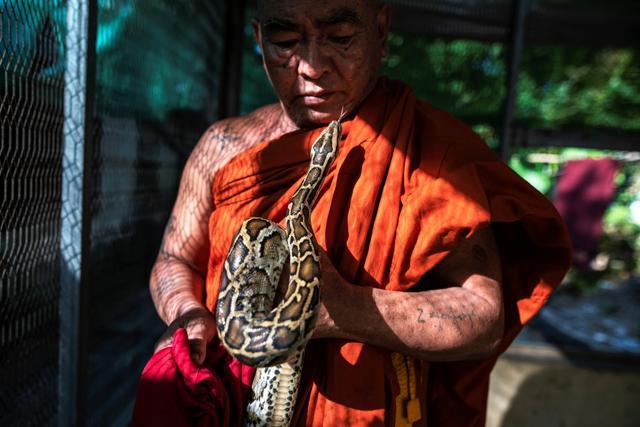 Buddhist monk Wilatha holds a rescued Burmese python at his monastery that has turned into a snake sanctuary on the outskirts of Yangon, Myanmar. (REUTERS) Buddhist monk Wilatha holds a rescued Burmese python at his monastery that has turned into a snake sanctuary on the outskirts of Yangon, Myanmar. (REUTERS)