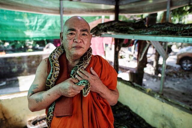 Buddhist monk Wilatha poses with a rescued Burmese python at his monastery that has turned into a snake sanctuary on the outskirts of Yangon, Myanmar. (REUTERS) Buddhist monk Wilatha poses with a rescued Burmese python at his monastery that has turned into a snake sanctuary on the outskirts of Yangon, Myanmar. (REUTERS)
