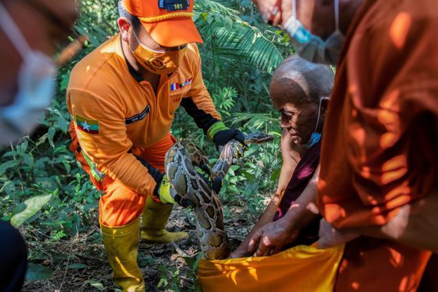 A Buddhist monk and firefighters release Burmese pythons into the wild at a forest on the outskirts of Yangon, Myanmar. (REUTERS) A Buddhist monk and firefighters release Burmese pythons into the wild at a forest on the outskirts of Yangon, Myanmar. (REUTERS)