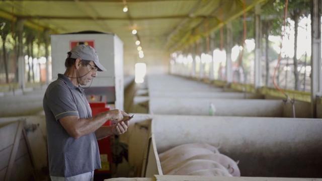 An employee looks on as a Roboagro robot feeds pigs while playing classical music on a farm in Brazil, in this undated photo supplied by Roboagro. (via REUTERS) An employee looks on as a Roboagro robot feeds pigs while playing classical music on a farm in Brazil, in this undated photo supplied by Roboagro. (via REUTERS)