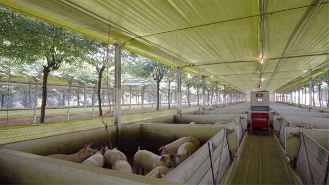 A Roboagro robot feeds pigs while playing classical music on a farm in Brazil, in this photo supplied by Roboagro. (via REUTERS) A Roboagro robot feeds pigs while playing classical music on a farm in Brazil, in this photo supplied by Roboagro. (via REUTERS)
