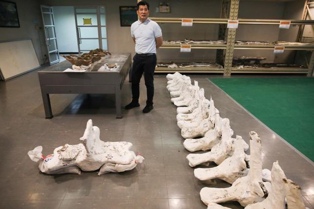 A Thai archaeologist stands next to a whale skeleton. (REUTERS) A Thai archaeologist stands next to a whale skeleton. (REUTERS)