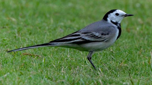 A White wagtail forages along the 18th green. (PHOTO: KESHAV SINGH / HT) A White wagtail forages along the 18th green. (PHOTO: KESHAV SINGH / HT)