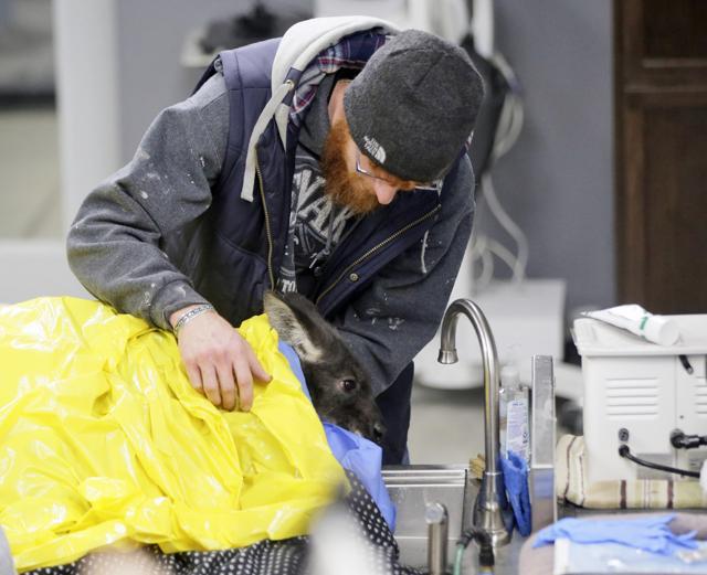 Nathan Drewel, covers his pet Wally the Wallaroo with a blanket to keep him warm. (AP) Nathan Drewel, covers his pet Wally the Wallaroo with a blanket to keep him warm. (AP)