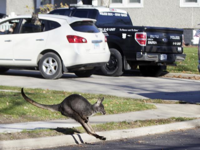 Wally the Wallaroo runs past a Peru Police Truck. (AP) Wally the Wallaroo runs past a Peru Police Truck. (AP)