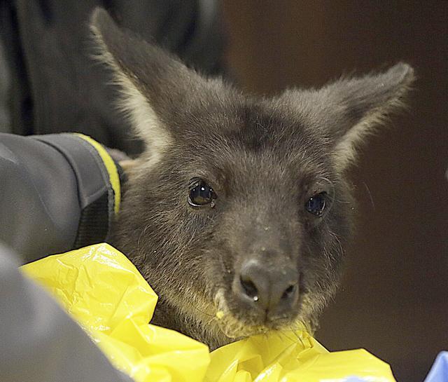 Dr. Allison Spayer treats Wally the Wallaroo. (AP) Dr. Allison Spayer treats Wally the Wallaroo. (AP)