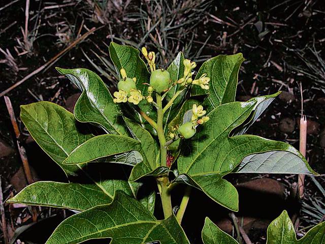 Capparis zelanica species found on the Vetal Tekdi. (HT PHOTO) Capparis zelanica species found on the Vetal Tekdi. (HT PHOTO)
