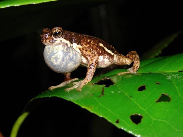 Malabar Tree Toad (Gururaja KV)