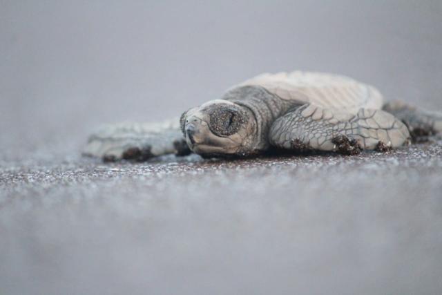 Sourced (An Olive Ridley hatchling.) Sourced (An Olive Ridley hatchling.)