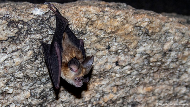 Kolar leaf-nosed bat (target species for Bat Conservation India Trust, awarded Lesser-known Species Grant) (The Habitats Trust) Kolar leaf-nosed bat (target species for Bat Conservation India Trust, awarded Lesser-known Species Grant) (The Habitats Trust)