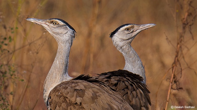 Great Indian Bustard (Target species for The Corbett Foundation, awarded the Strategic Partnership Grant) (The Habitats Trust) Great Indian Bustard (Target species for The Corbett Foundation, awarded the Strategic Partnership Grant) (The Habitats Trust)