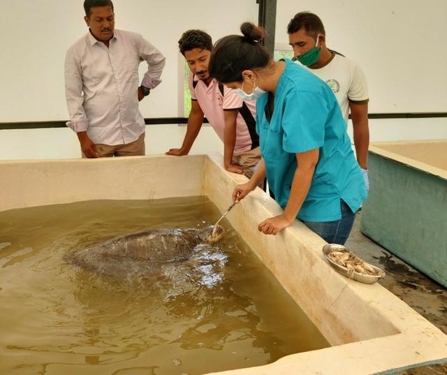 Dr Rina Dev, a veterinarian who runs a clinic for exotic birds and animals in Mumbai, has been working with stranded turtles for three years and now works at the centre. She has treated three Olive Ridleys so far, of which one didn’t make it, one is still being treated, and the third made a full recovery and was released back into the sea Dr Rina Dev, a veterinarian who runs a clinic for exotic birds and animals in Mumbai, has been working with stranded turtles for three years and now works at the centre. She has treated three Olive Ridleys so far, of which one didn’t make it, one is still being treated, and the third made a full recovery and was released back into the sea