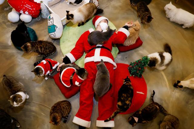 An employee dressed in a Santa Claus costume plays with cats at the Catgarden in Seoul, South Korea. (REUTERS) An employee dressed in a Santa Claus costume plays with cats at the Catgarden in Seoul, South Korea. (REUTERS)