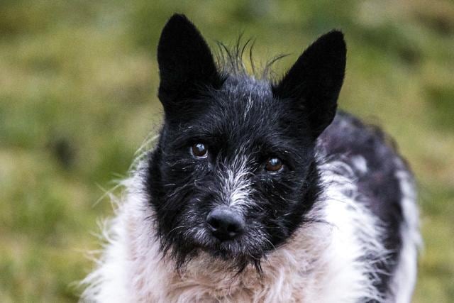 The stray dog Zorik poses for a photo at a back yard of Viktoria Ger's house. (AP)