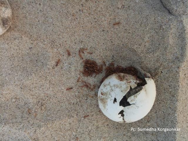Ant predation on the egg of Olive Ridley turtle. (Sumedha Korgaonkar) Ant predation on the egg of Olive Ridley turtle. (Sumedha Korgaonkar)