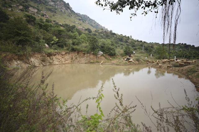 A villager arrives with his sheep at one of the 16 ponds created by Kalmane Kamegowda. (AP) A villager arrives with his sheep at one of the 16 ponds created by Kalmane Kamegowda. (AP)