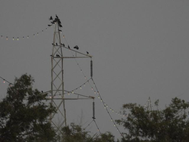 Flock of Indian black ibis roosting on the diverter wires. (Sourced: WCS-India)