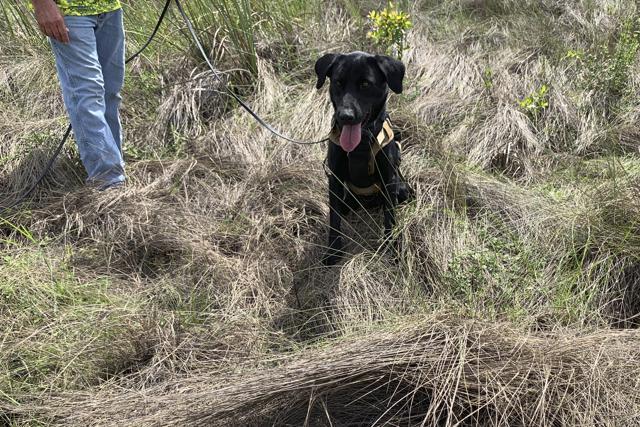 Truman sits near an area where he tracked down an 8-foot-python, in Miami-Dade County, Fla. The Florida Fish and Wildlife Conservation is beginning a new program to use dogs to sniff out invasive pythons. (AP) Truman sits near an area where he tracked down an 8-foot-python, in Miami-Dade County, Fla. The Florida Fish and Wildlife Conservation is beginning a new program to use dogs to sniff out invasive pythons. (AP)
