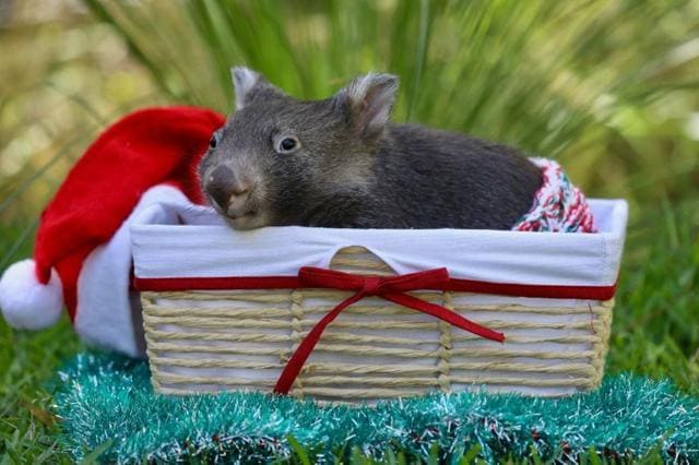 A baby wombat is seen among decorations. (via REUTERS) A baby wombat is seen among decorations. (via REUTERS)