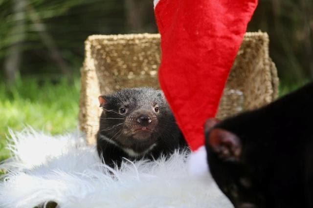 A baby Tasmanian Devil at the Australian Reptile Park in Somersby, Australia. (via REUTERS) A baby Tasmanian Devil at the Australian Reptile Park in Somersby, Australia. (via REUTERS)