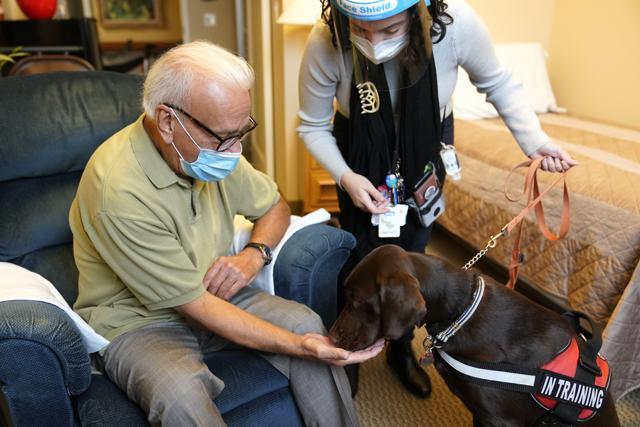 Kida, a chocolate Labrador, visits with Sal Gonzales, 79, in his room at The Hebrew Home. (AP) Kida, a chocolate Labrador, visits with Sal Gonzales, 79, in his room at The Hebrew Home. (AP)