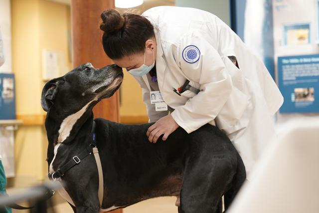Staff member Francis Marrero greets Marley, a Great Dane, at The Hebrew Home at Riverdale in New York. (AP) Staff member Francis Marrero greets Marley, a Great Dane, at The Hebrew Home at Riverdale in New York. (AP)