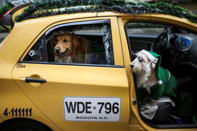 Cabbie And Doggo Co Pilot Twinning In Matching Outfits Spread Christmas Cheer In Colombia Hindustan Times We are here for to make your life and your pets life easier and taking some stress out by offering a helping hand if you are. matching outfits spread christmas cheer
