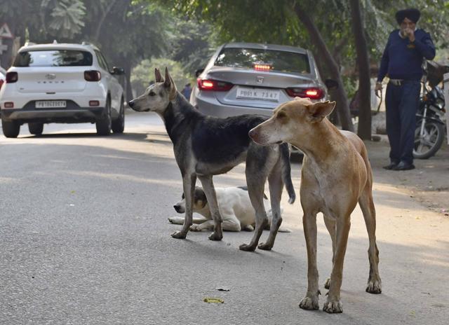 The stray dog sterilisation project was disrupted thrice this year as there was a shortage of staff due to labour exodus (HT File)