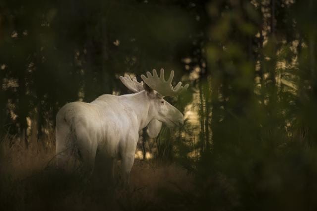 The fascinating image shows a moose which appears to be entirely white, from its velvet coating to its antlers. (Roger Brendhagen)