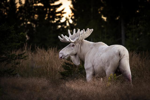 The fascinating image shows a moose which appears to be entirely white, from its velvet coating to its antlers. (Roger Brendhagen)