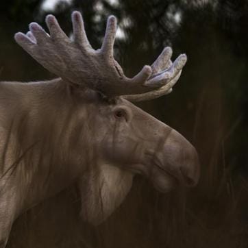 The fascinating image shows a moose which appears to be entirely white, from its velvet coating to its antlers. (Roger Brendhagen)