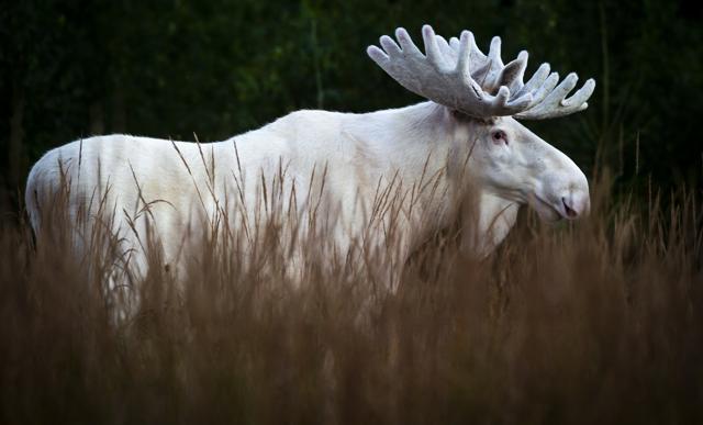 The fascinating image shows a moose which appears to be entirely white, from its velvet coating to its antlers. (Roger Brendhagen)