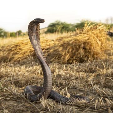 The image shows a snake. (Roger Brendhagen)