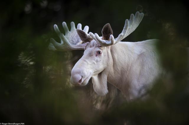 The fascinating image shows a moose which appears to be entirely white, from its velvet coating to its antlers. (Roger Brendhagen )