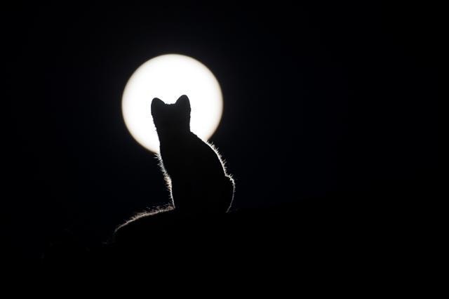 The fascinating image shows a cat looking at the moon. (Roger Brendhagen)