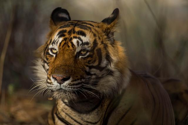 The image shows a tiger. (Roger Brendhagen)